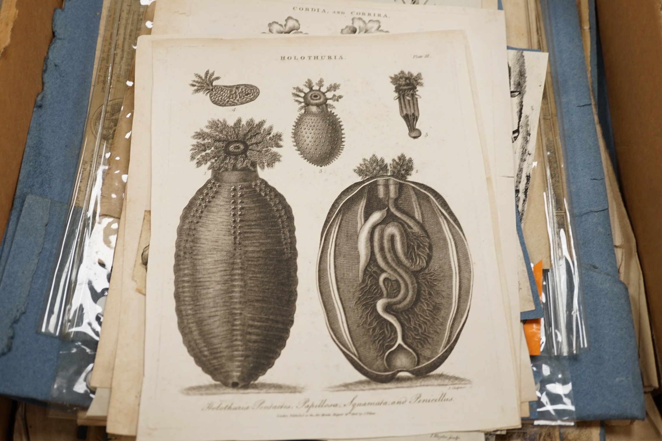A collection of 18th century and later engravings, various subjects including botany, together with a folio of drawings, mostly art school figure studies from the 1950's